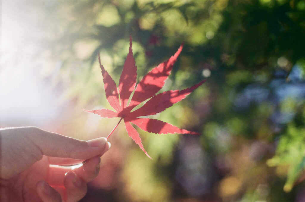 秋のフィルム写真